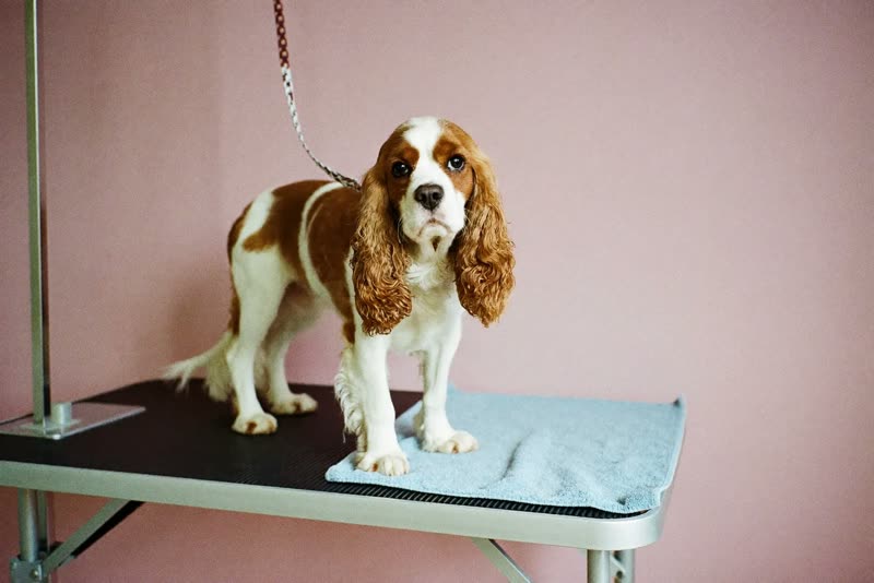 A spaniel standing calmly on a grooming table